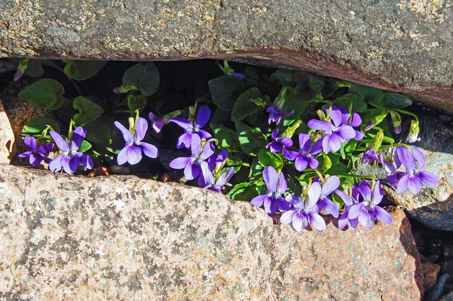 Viola riviniana